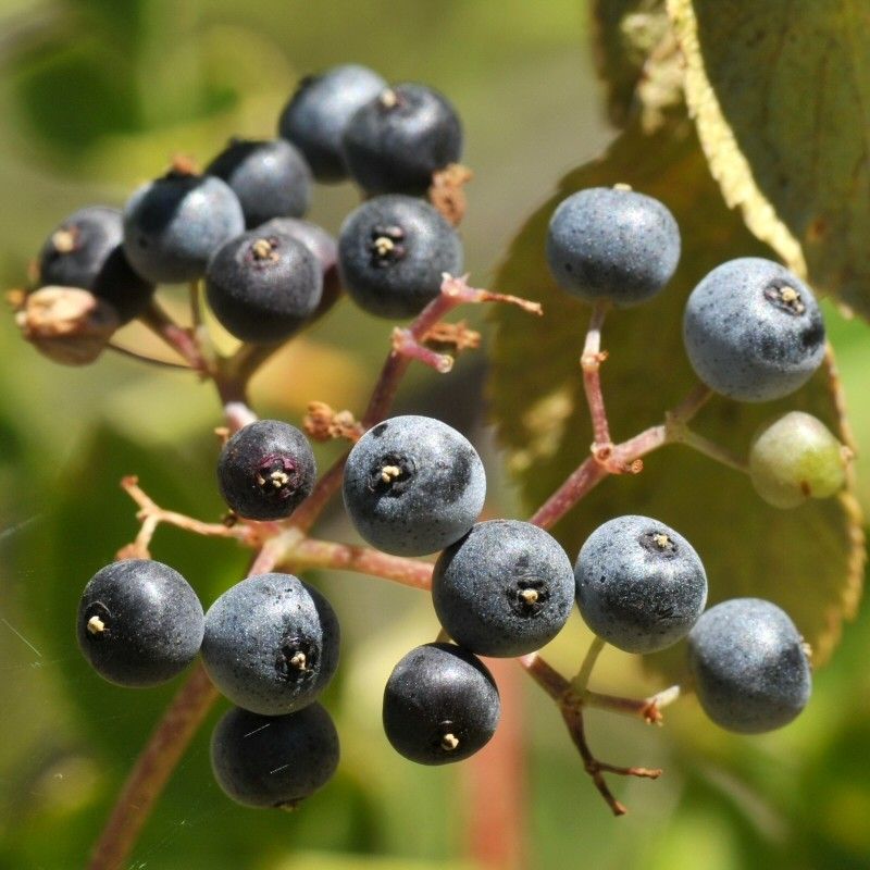 Hummingbird Habitat for a  Landscape with a Blue Elderberry and Blue Elderberry by Treebeard