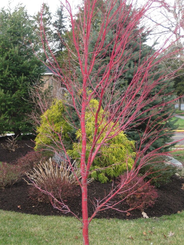 Japanica for a Traditional Landscape with a Traditional and Chris Deboer by Barlow Flower Farm