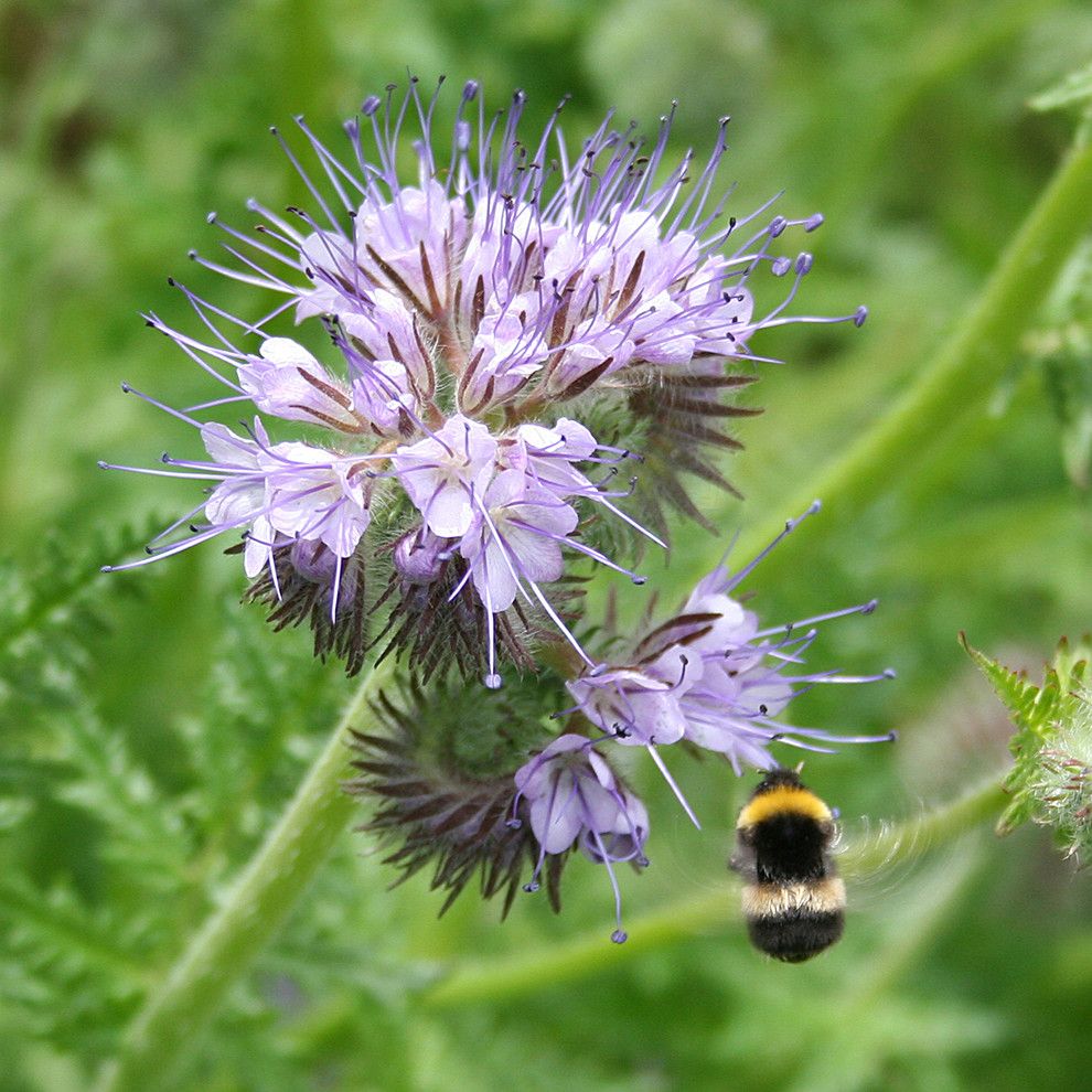 Leaf Cutter Bees for a  Landscape with a  and Phacelia Tanacetifolia Attracting a Bumblebee by Flickr.com