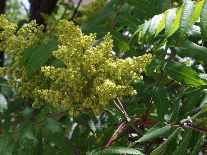 Leaf Cutter Bees for a Rustic Landscape with a Smooth Sumac and Rhus Glabra by Missouri Botanical Garden