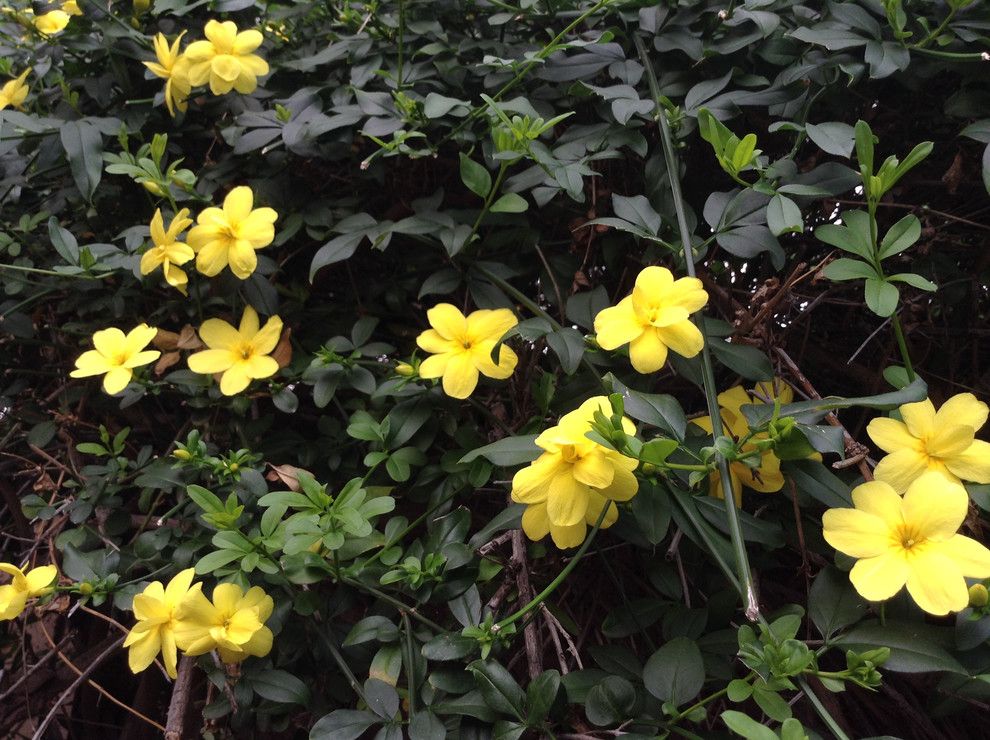 Leaf Cutter Bees for a Southwestern Landscape with a Gelsemium Sempervirens and Southwestern Plants by Noelle Johnson Landscape Consulting