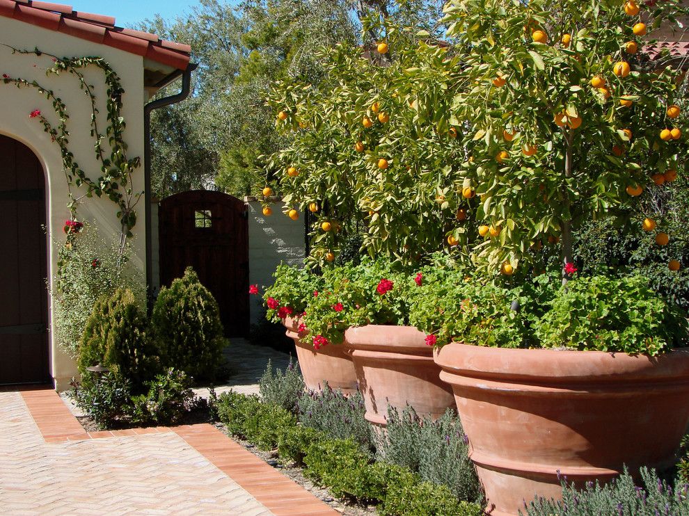 Lowes Citrus Heights for a Mediterranean Landscape with a Planters and Ams Landscape Design Studios, Inc. by Ams Landscape Design Studios, Inc.