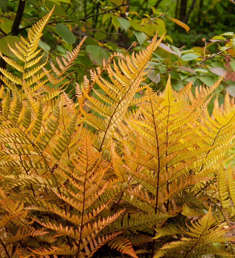 Lowes New Orleans for a Traditional Landscape with a Fern and Great Design Plants by Le Jardinet