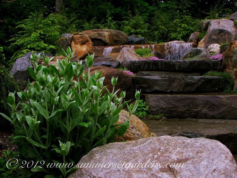 Lowes Newark De for a Traditional Landscape with a Designed Landscapes and Garden Steps Along Side a Pool Waterfall by Summerset Gardens/joe Weuste