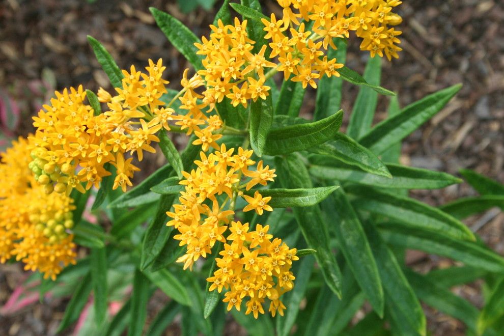 Monarch Butterfly Symbolism for a  Landscape with a  and Gardening with Confidenceasclepias Tuberosa  .jpg by Gardening with Confidence®