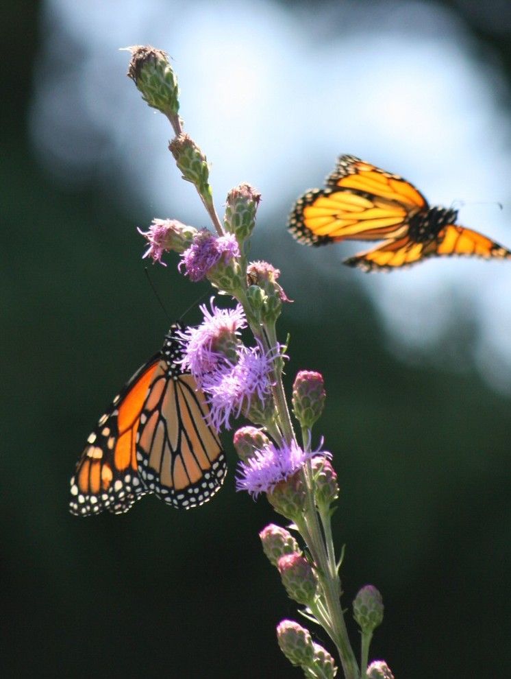 Monarch Butterfly Symbolism for a  Landscape with a  and Meadow Blazingstar by Benjamin Vogt / Monarch Gardens