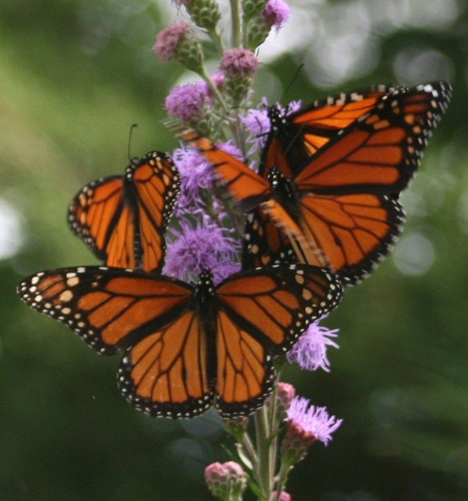 Monarch Butterfly Symbolism for a  Landscape with a  and Meadow Blazingstar by Benjamin Vogt / Monarch Gardens