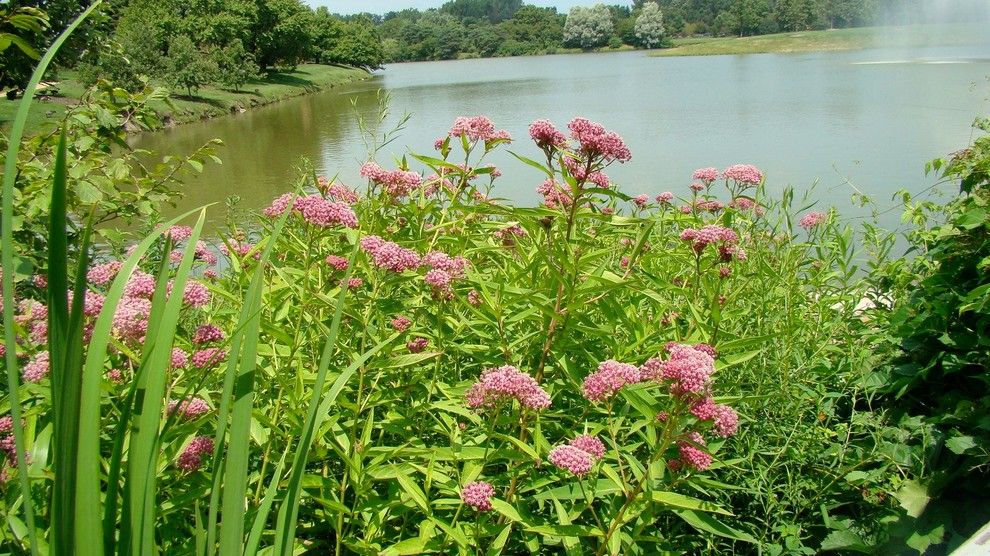 Monarch Butterfly Symbolism for a  Landscape with a  and Monarch Butterflies and Milkweed by Naturalmidwestgarden.com