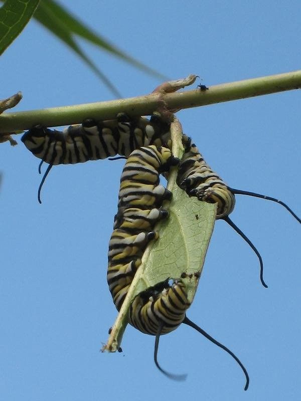 Monarch Butterfly Symbolism for a  Spaces with a  and Monarchs2.jpg by Benjamin Vogt / Monarch Gardens