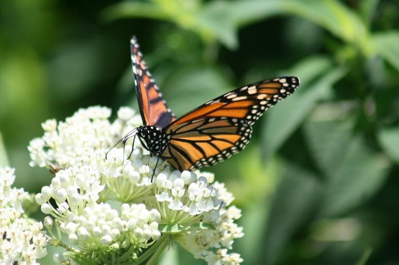 Monarch Butterfly Symbolism for a Traditional Landscape with a Traditional and Swampwhite.jpg by Benjamin Vogt / Monarch Gardens