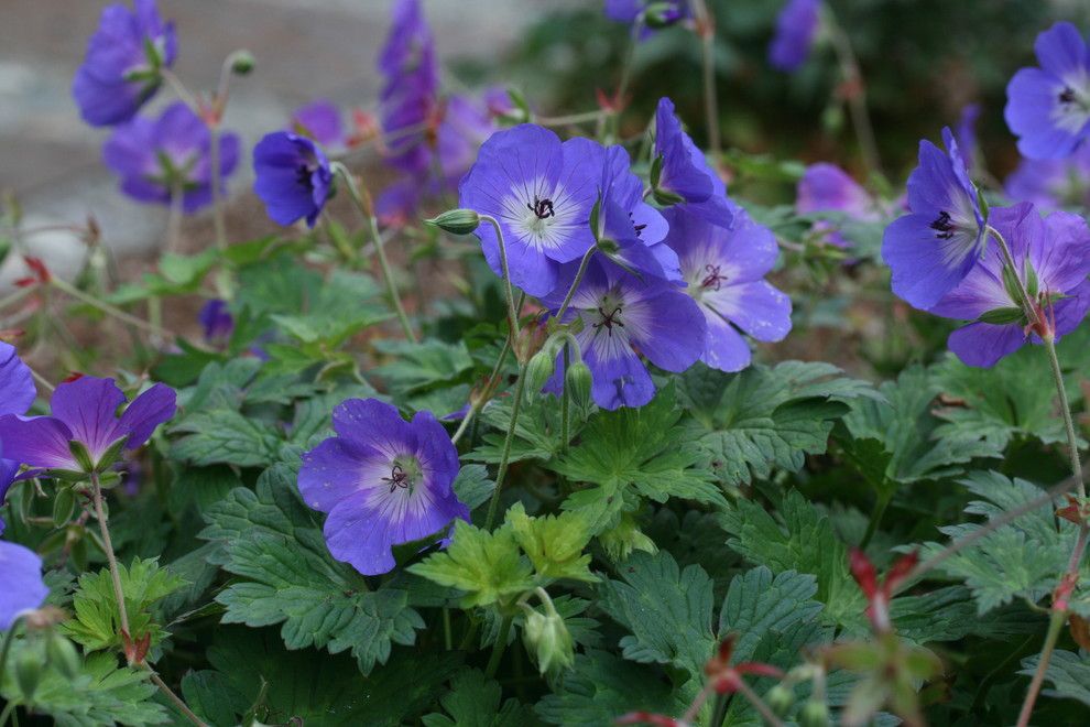 Mono Hot Springs for a  Landscape with a  and Geranium 'Rozanne' by Genevieve Schmidt