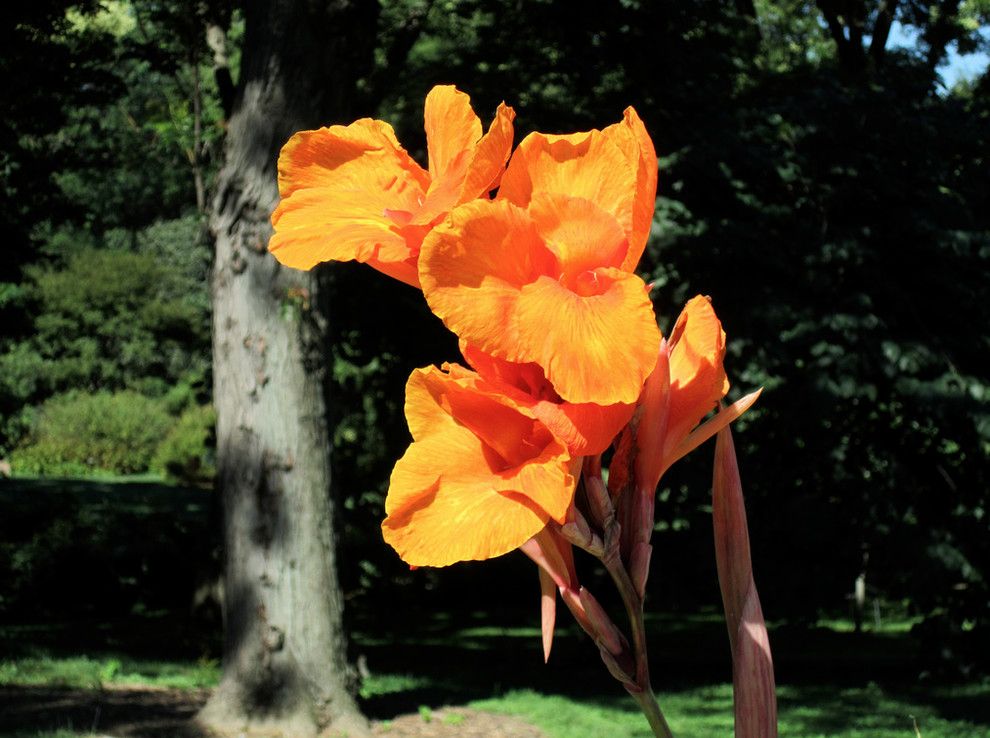 National Tropical Botanical Garden for a  Landscape with a  and Canna 'Pretoria' by Brooklyn Botanic Garden