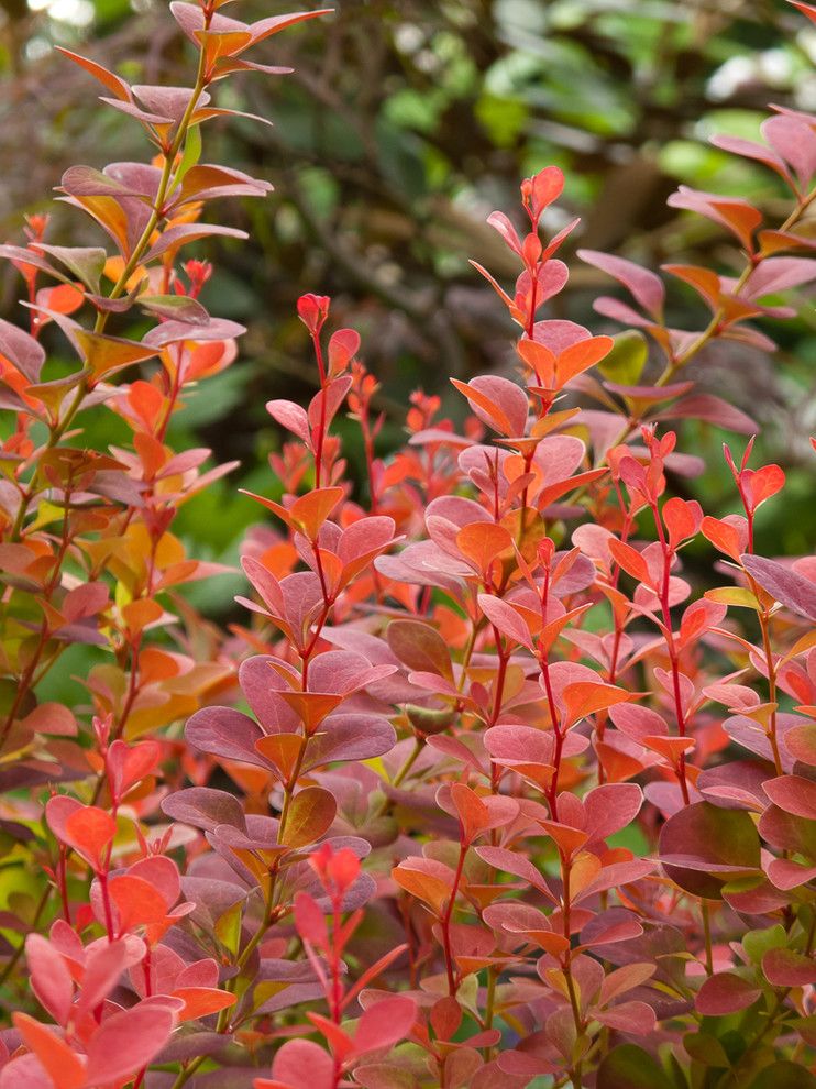 New Orleans Points of Interest for a  Landscape with a Barberry Orange Rock and Great Plant Combinations by Le Jardinet