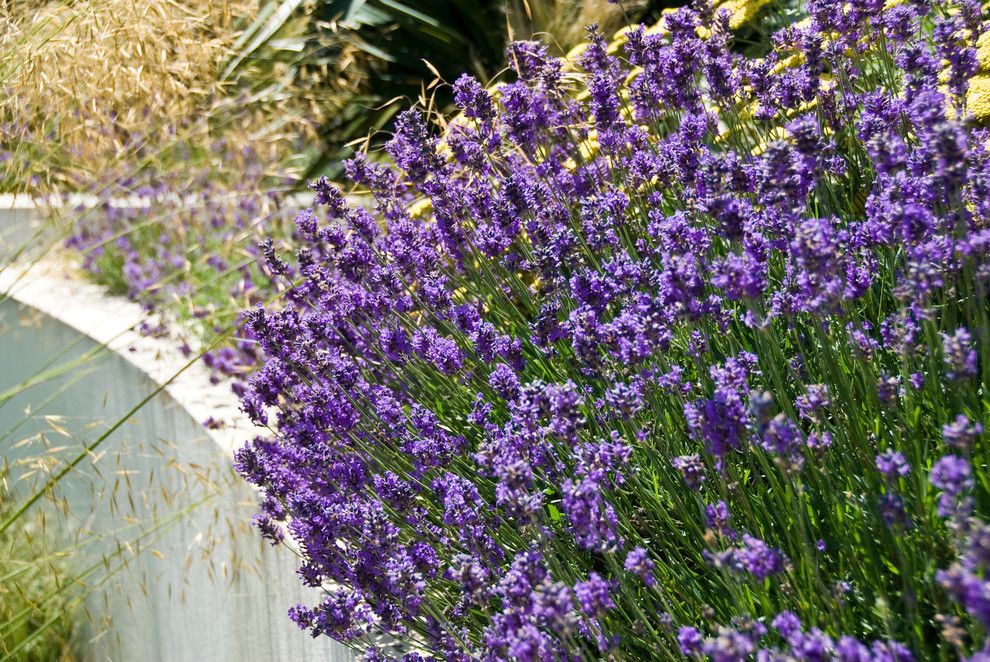 Orenco Gardens for a Beach Style Landscape with a Coastal Plants and Bright'n Breezy by Acres Wild