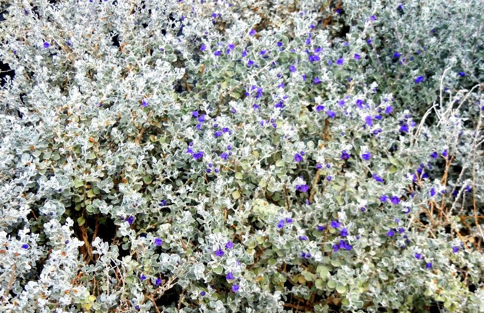 Peninsula Wellness Center for a Southwestern Landscape with a Leucophyllum Candidum and Southwestern Plants by Noelle Johnson Landscape Consulting