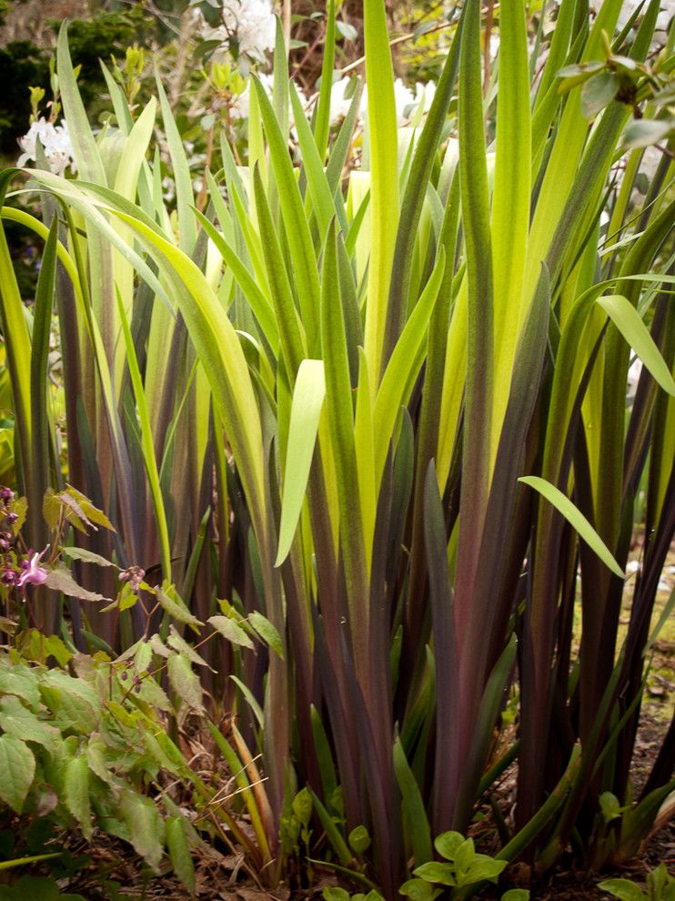 Phase2 for a Traditional Landscape with a Foliage and Great Plant Combinations by Le Jardinet