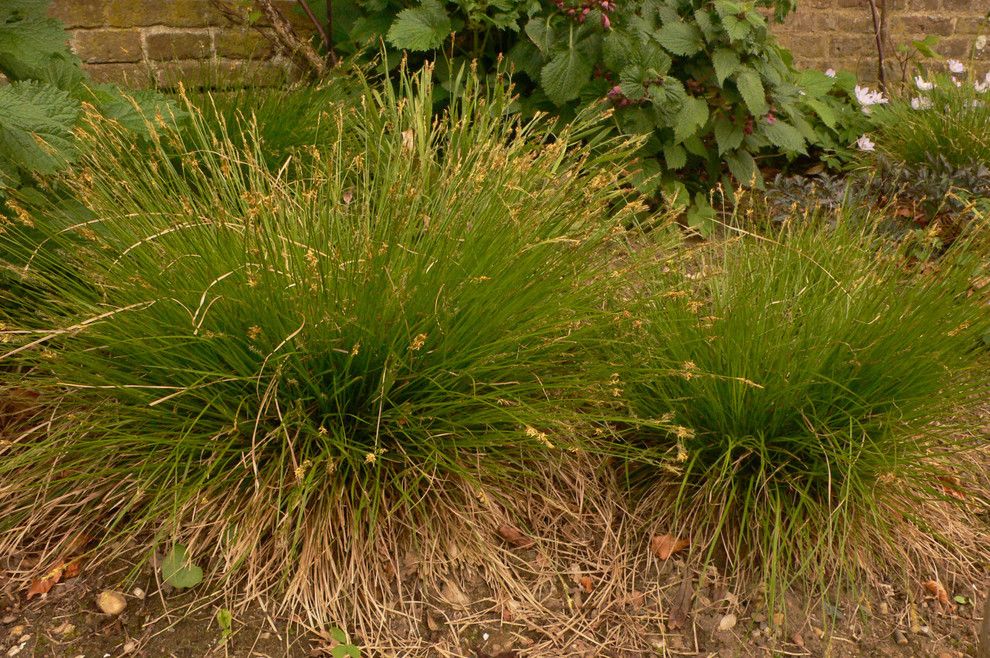 Piet Oudolf for a  Landscape with a  and Carex Eburnea by Piet Oudolf