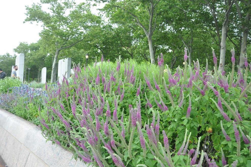 Piet Oudolf for a  Landscape with a  and Teucrium Hircanicum by J Biochemist