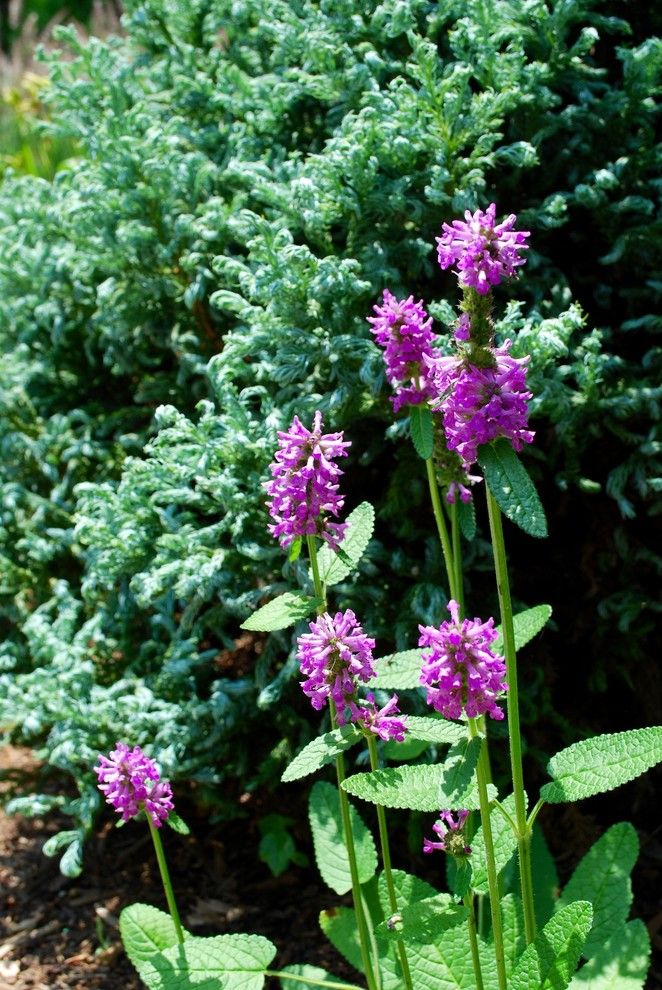 Piet Oudolf for a  Spaces with a  and Stachys Officinalis 'Hummelo' by Jay Sifford Garden Design