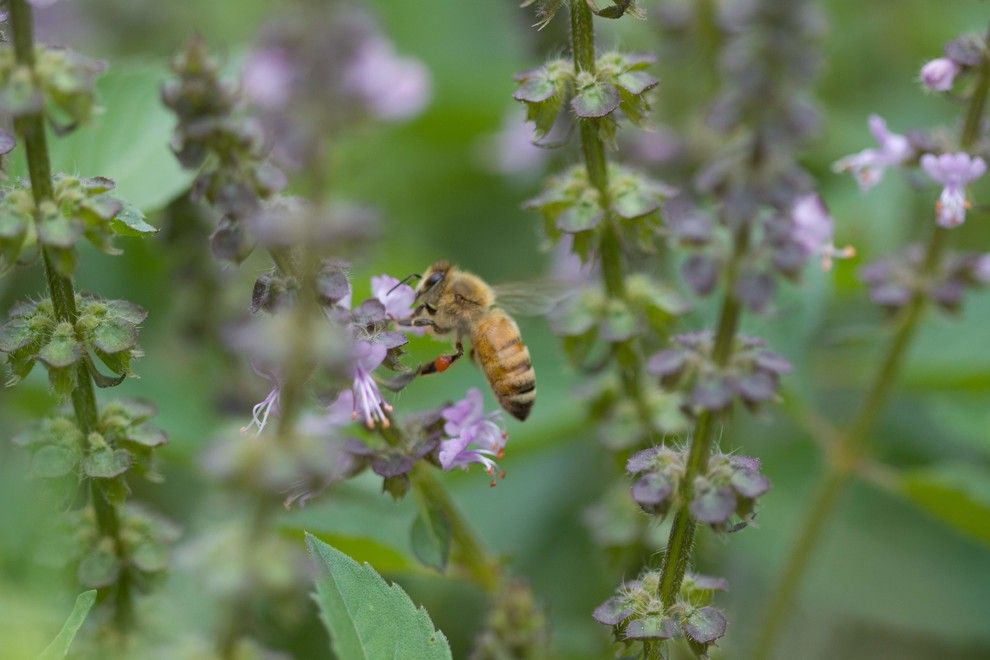 Planting Basil for a  Spaces with a Butterfly Gardens and Attract Bees, Butterflies and Hummingbirds by Hammer and Hoe