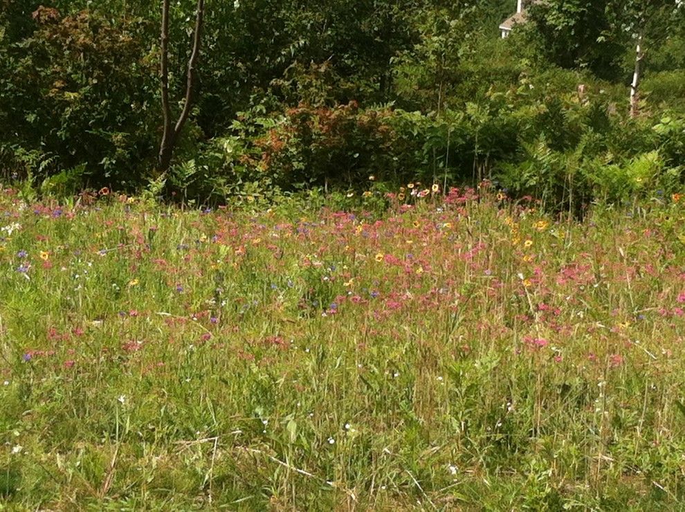 Planting Wildflowers for a Craftsman Landscape with a Native Wildflower Mix and Knights Hill Conway, Nh Wildflower Meadow by C.m. Nichols Landscape Co