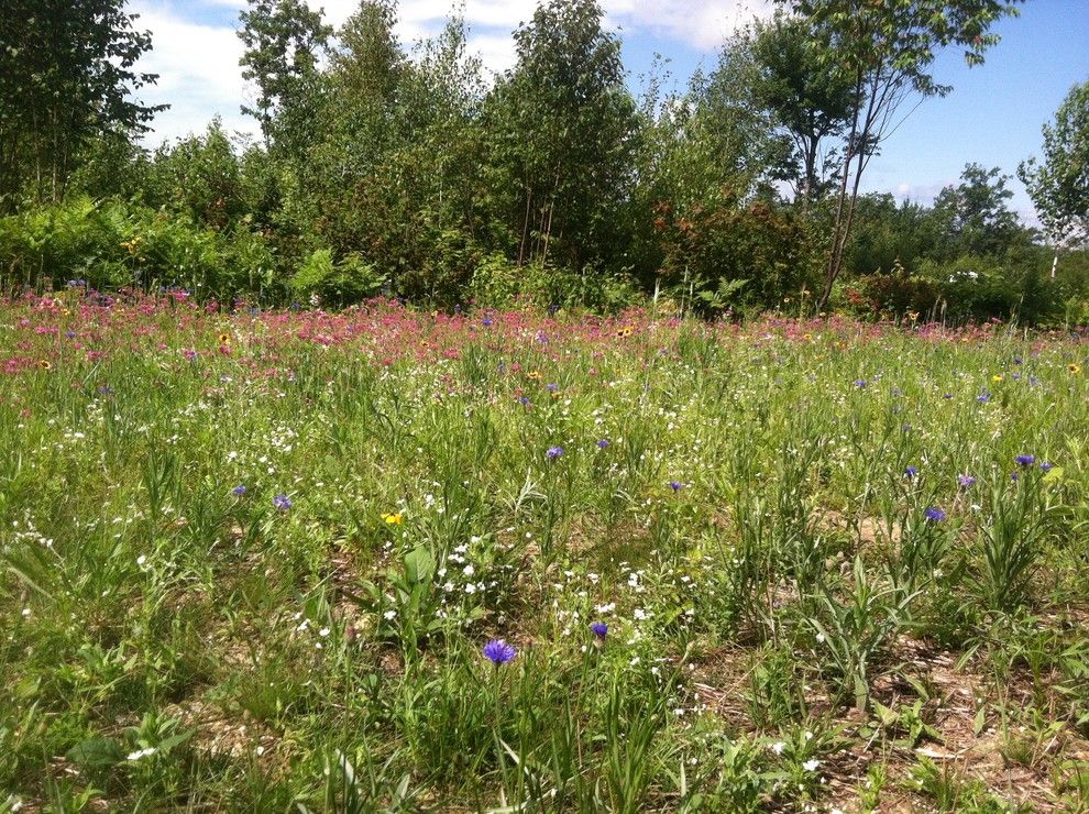 Planting Wildflowers for a Craftsman Landscape with a Wildflower and Knights Hill Conway, Nh Wildflower Meadow by C.m. Nichols Landscape Co