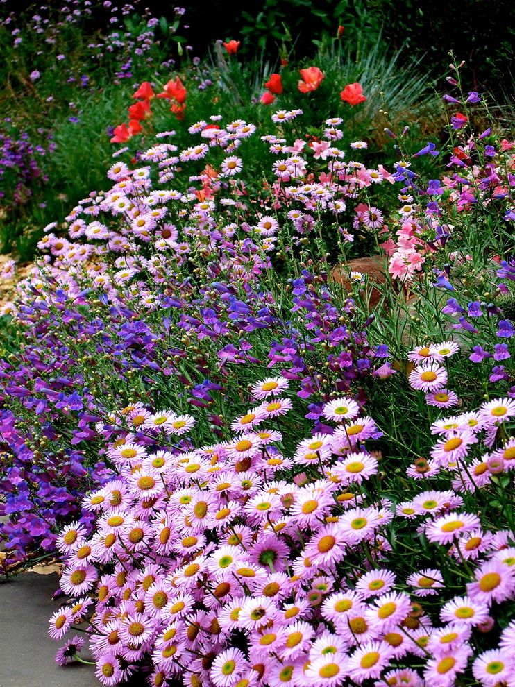 Planting Wildflowers for a Rustic Landscape with a Habitat Plant and Wildflower Combo by Edger Landscape Design