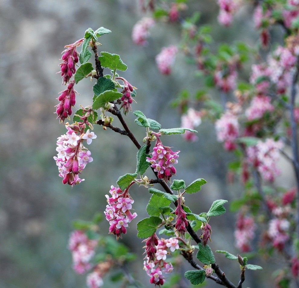 San Francisco Must See for a  Landscape with a California Native Plants and Ribes Malvaceum by Pete Veilleux, East Bay Wilds