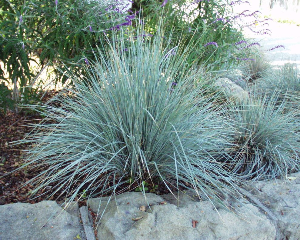 San Marcos Theater for a  Landscape with a Blue Oat Grass and Helictotrichon Sempervirens by San Marcos Growers