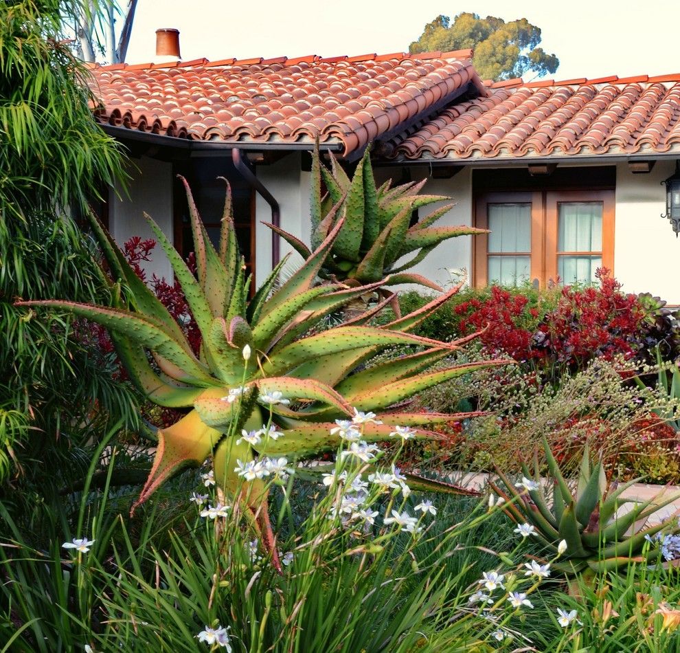 Santa Fe Botanical Garden for a Mediterranean Landscape with a Integrating Succulents and Rancho Santa Fe Spanish Colonial by Torrey Pines Landscape Co., Inc