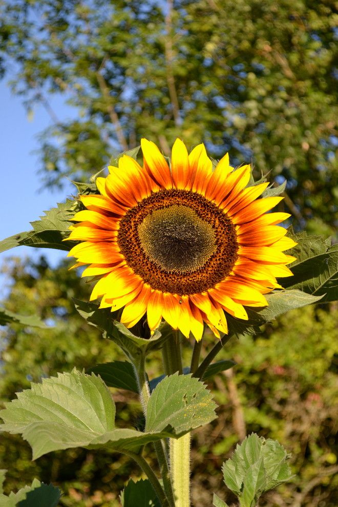 Sunflower Cafe Sonoma for a Traditional Landscape with a Sunflower and Sunflowers by Girasole Sonoma