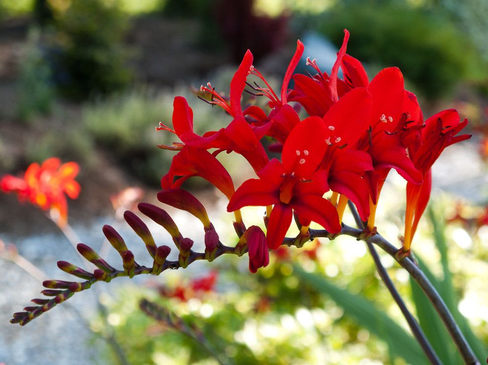 The Seasons of Cherry Creek for a  Landscape with a Crocosmia Lucifer and Great Plant Combinations by Le Jardinet