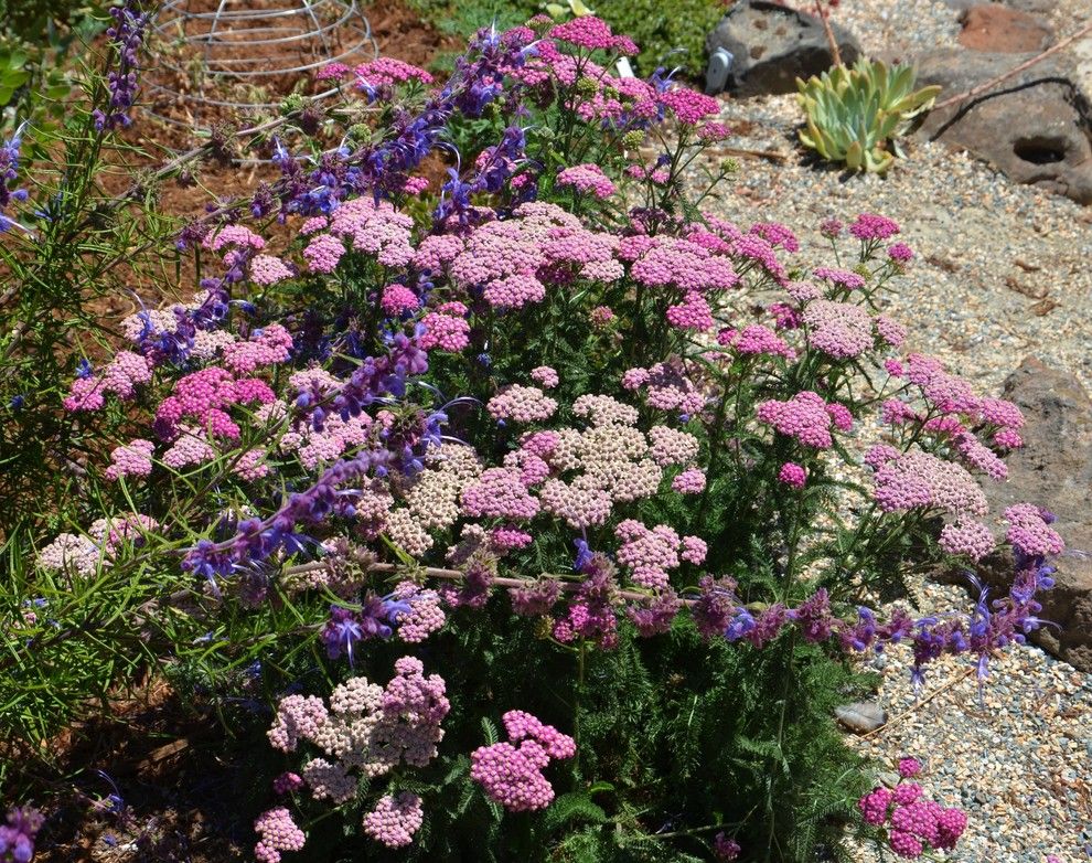 Truckee Meadows Water for a  Landscape with a Achillea Millefolium and Achillea Millefolium by Pete Veilleux, East Bay Wilds