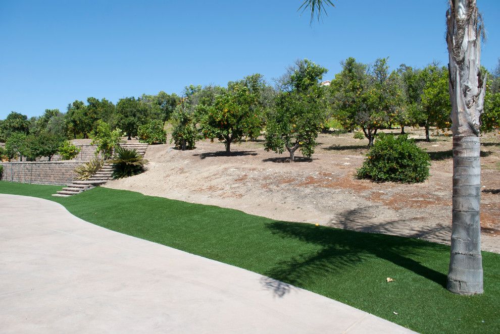 Valley Ag and Turf for a Contemporary Spaces with a Synthetic Grass and Valley Center, Ca   Artificial Grass Install by Home Turf Synthetic Grass