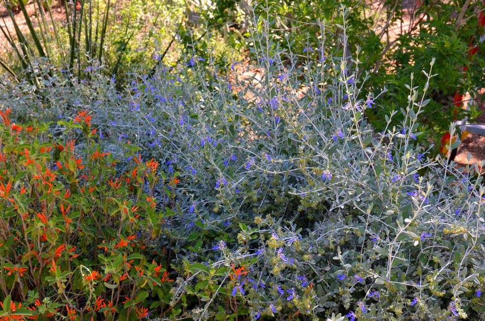 Versatex for a Southwestern Landscape with a Gray Foliage and Southwestern Plants by Noelle Johnson Landscape Consulting