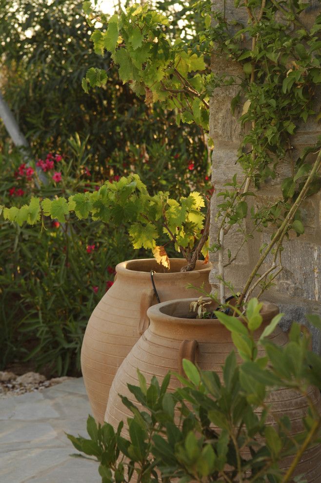 Vineyard Vines Wallpaper for a Mediterranean Landscape with a Container Plants and Garden Design in Greece on the Island of Paros by Carolyn Chadwick