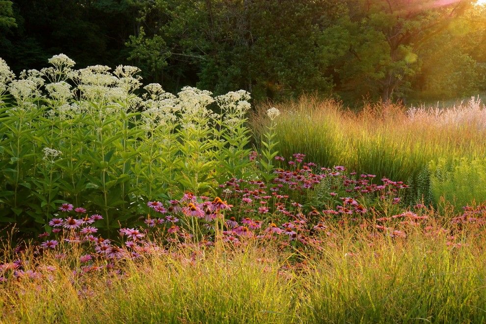 Warm Season Grasses for a Contemporary Landscape with a Contemporary and Jones Road by Adam Woodruff + Associates, Garden Artisans