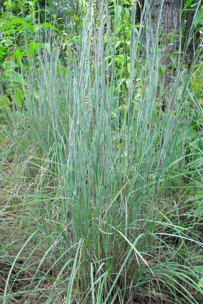 Warm Season Grasses for a  Landscape with a  and Great Design Plant: Little Bluestem by Holm Design & Consulting Llc