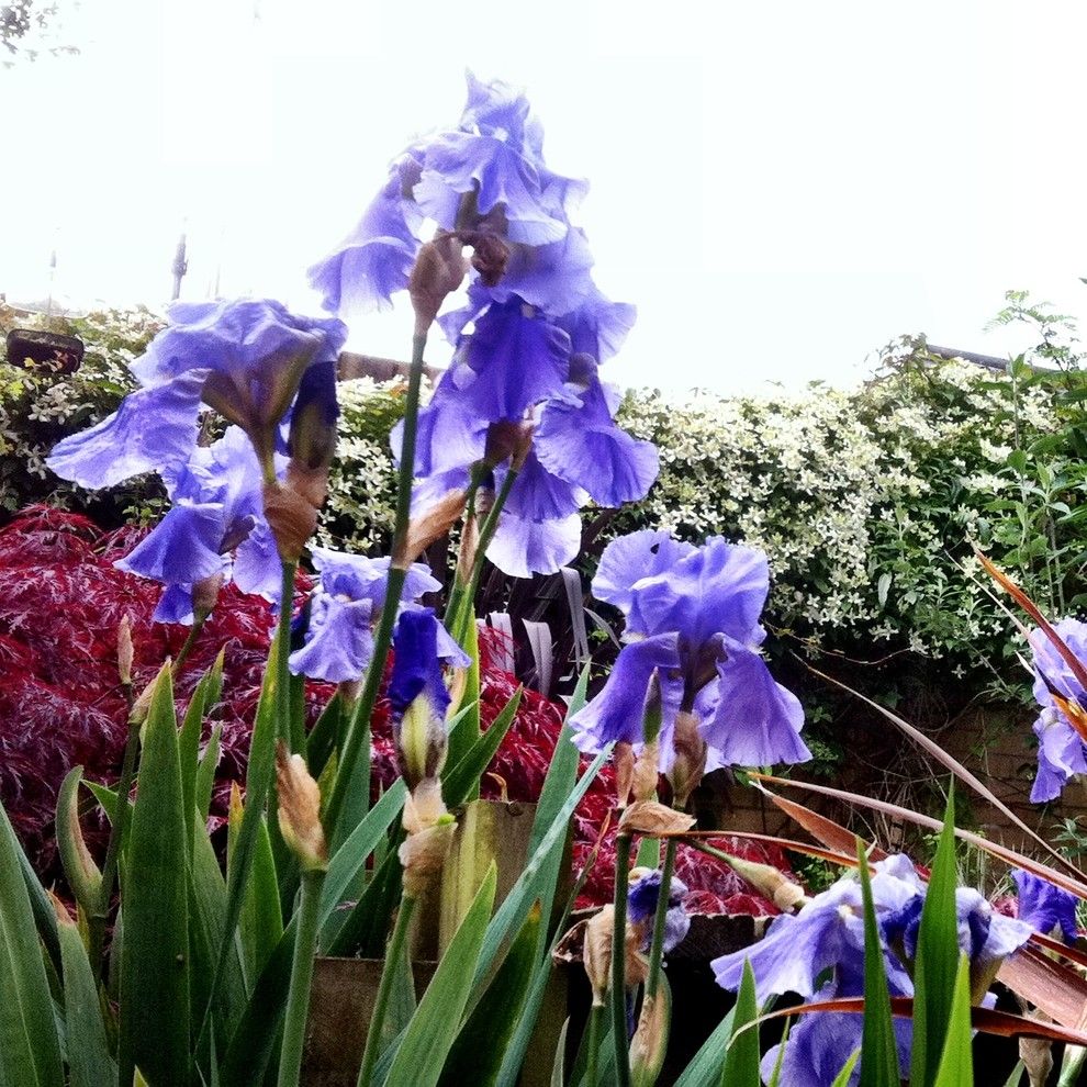 Water Gardens Spanish Fork for a Traditional Landscape with a Traditional and Iris Germanica by Frank Organ