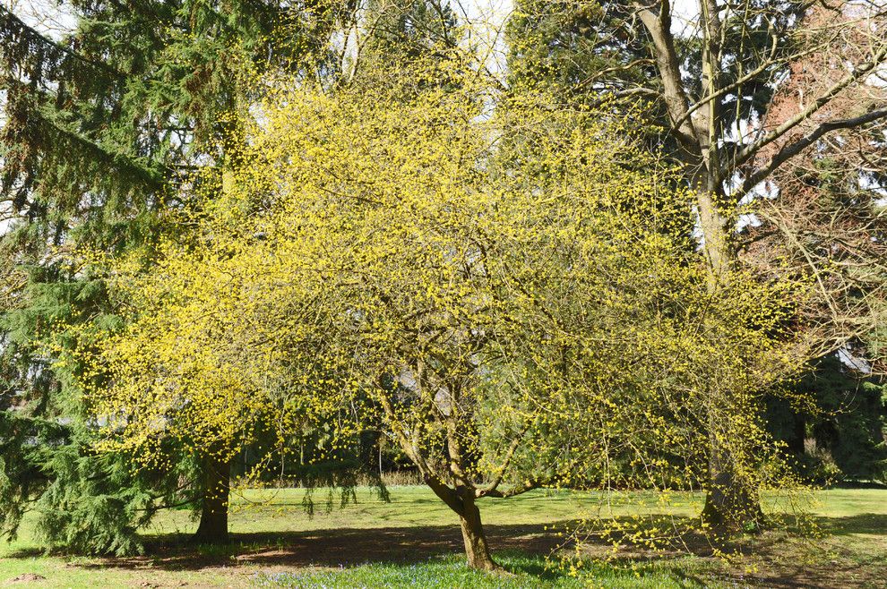 Westec for a Traditional Landscape with a Traditional and Cornelian Cherry Dogwood (Cornus Mas) by Commons.wikimedia.org