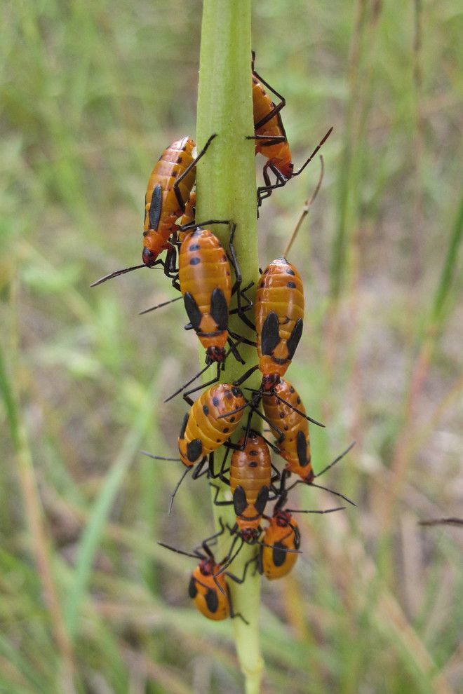 What is Milkweed for a  Landscape with a  and Asclepias Verticillata by Holm Design & Consulting Llc