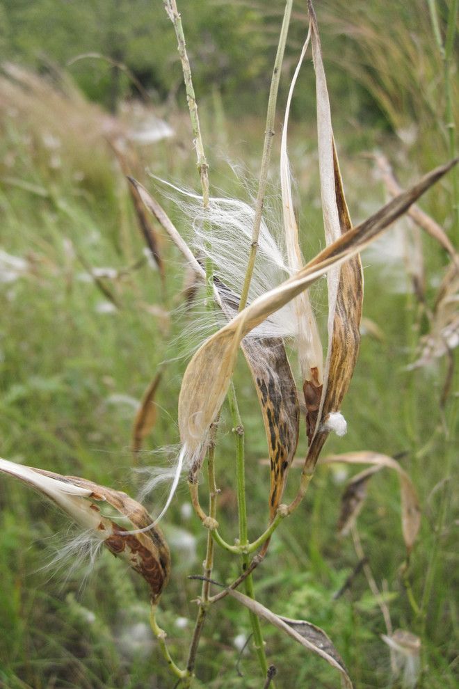 What is Milkweed for a  Landscape with a  and Asclepias Verticillata by Holm Design & Consulting Llc