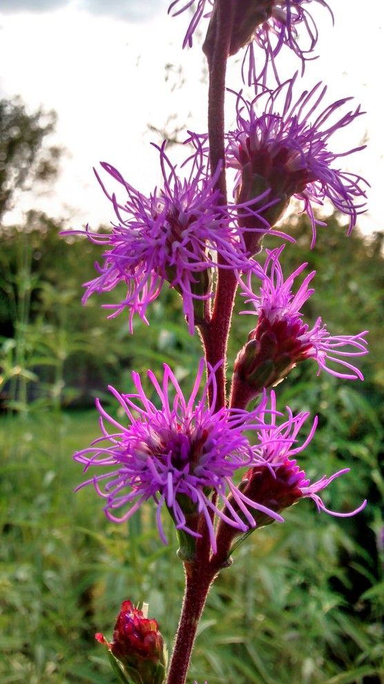 What is Milkweed for a  Landscape with a  and Meadow Blazingstar by Benjamin Vogt / Monarch Gardens