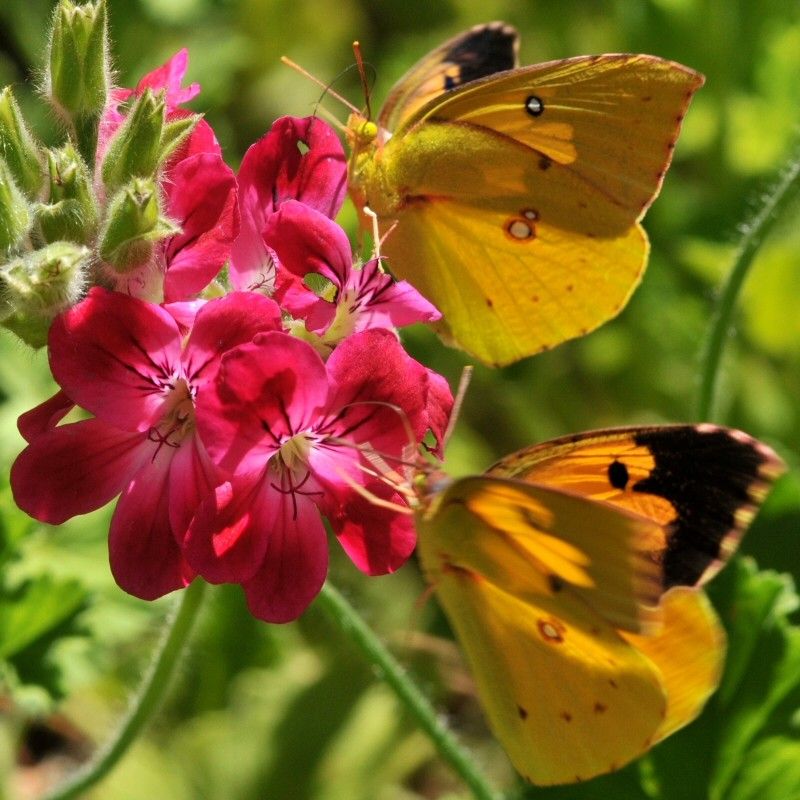 What is Milkweed for a  Landscape with a Butterfly Gardens and California Dogface Butterfly (Colias Eurydice) by Treebeard