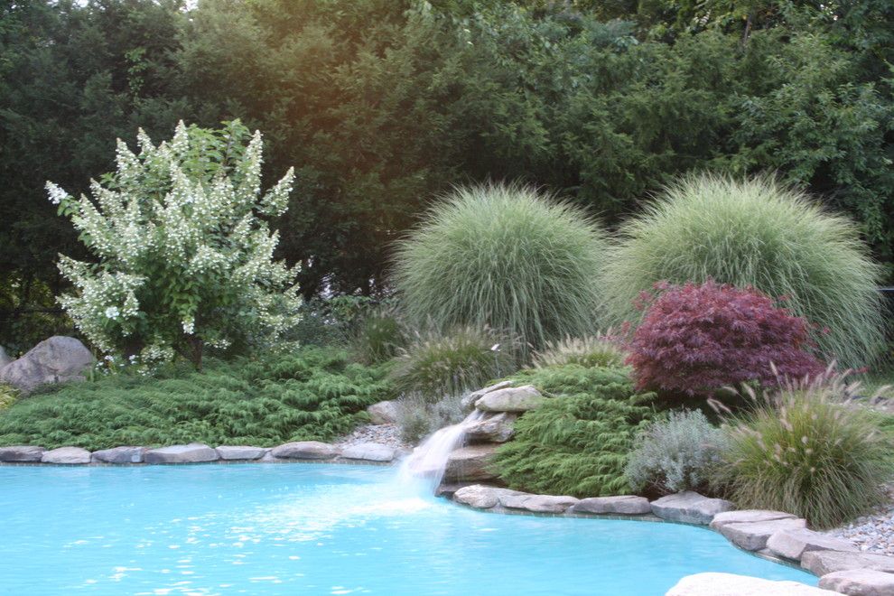 Winston Flowers Boston for a Contemporary Pool with a Japanese Maple and Poolside Oasis by Amy Martin Landscape Design