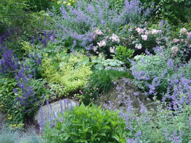 Winston Flowers Boston for a Traditional Landscape with a Groundcover Roses and Traditional Landscape by Vdhdesign.com