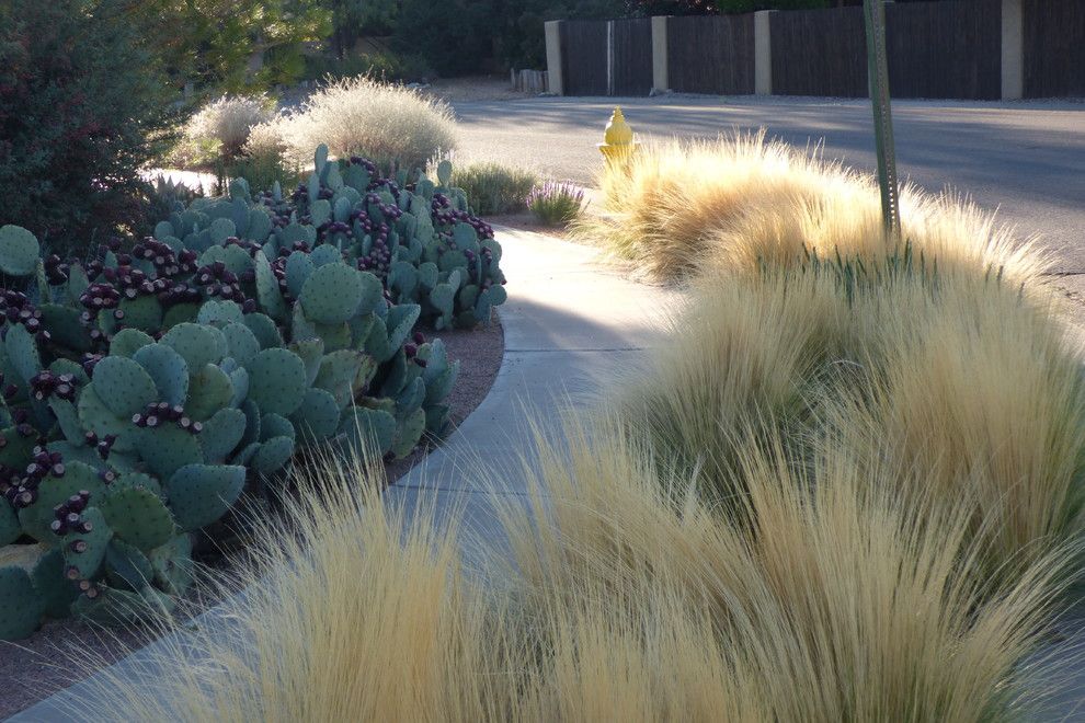 Xeric for a Southwestern Landscape with a Texture and Valley Xeric by Waterwise Landscapes Incorporated